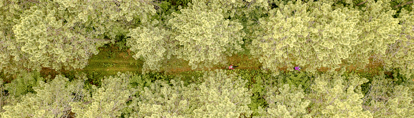 Header Image - aerial-trees-1757459761.jpg